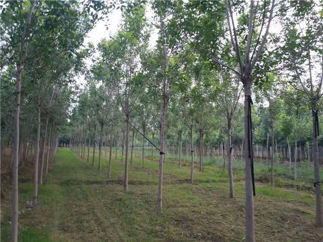 沭陽(yáng)長(zhǎng)景園林速生白蠟種植基地實(shí)拍圖片