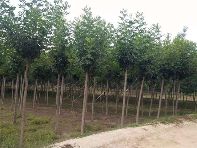 沭陽長景園林速生白蠟種植基地實拍圖片