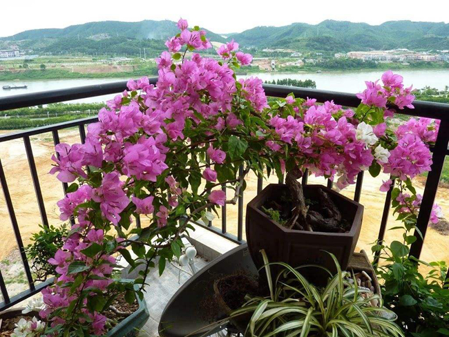 室內(nèi)三角梅不開花解決方法.jpg 室內(nèi)三角梅不開花解決方法.jpg