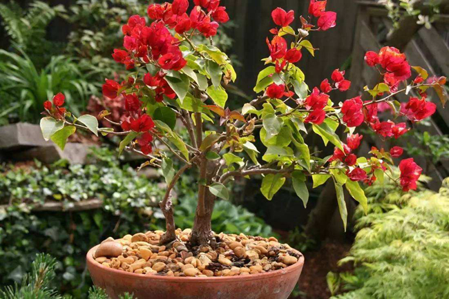 三角梅不開花解決方法.jpg 三角梅不開花解決方法.jpg
