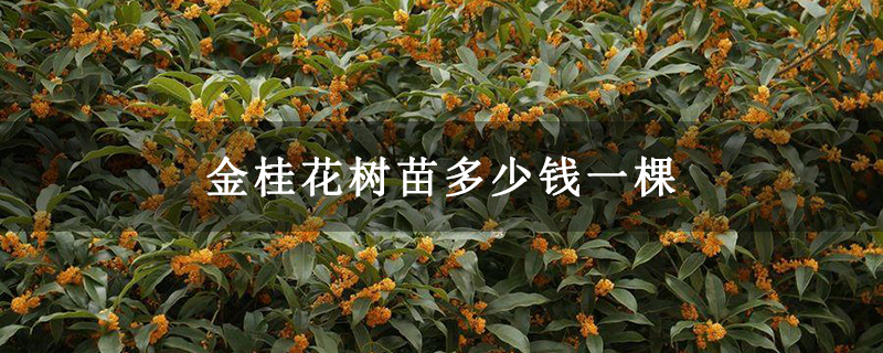 金桂花樹苗多少錢一棵 金桂花樹苗多少錢一棵