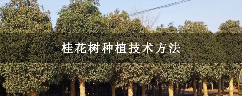 桂花樹種植技術方法