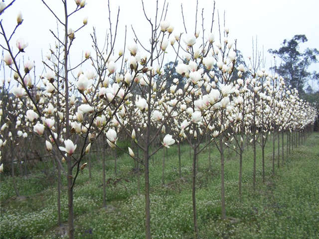 沭陽長景園林白玉蘭種植基地實(shí)拍圖片