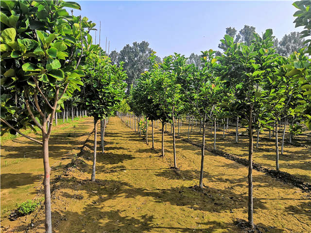 沭陽長景園林白玉蘭種植基地實(shí)拍圖片