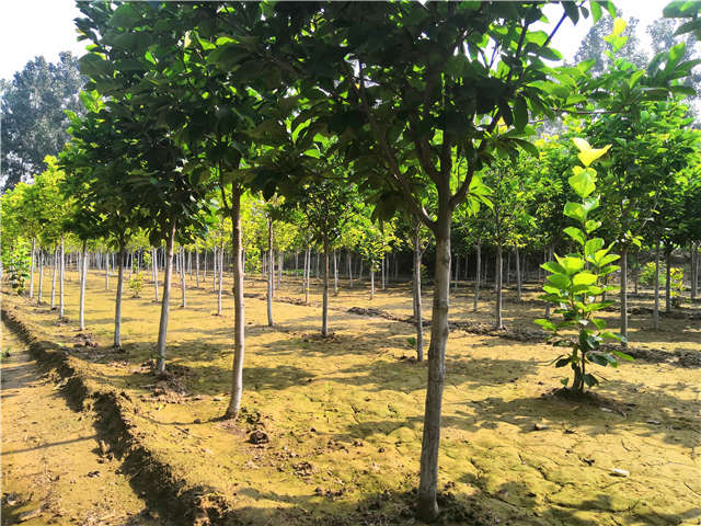沭陽長景園林白玉蘭種植基地實(shí)拍圖片