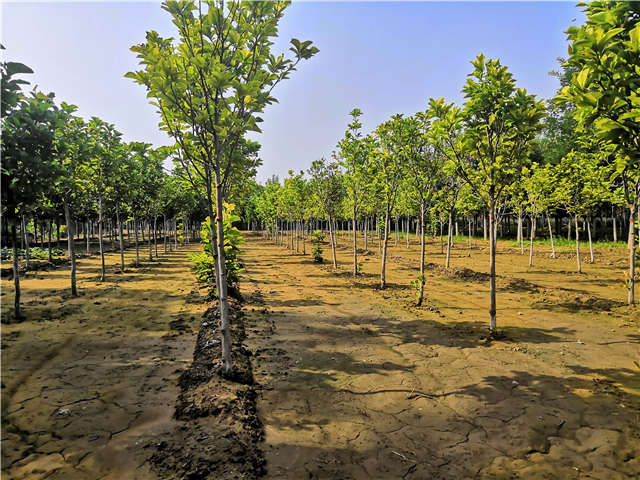 沭陽長景園林白玉蘭種植基地實(shí)拍圖片