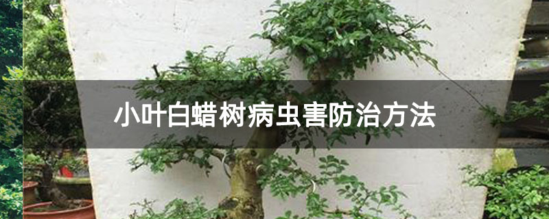 小葉白蠟樹病蟲害防治方法 小葉白蠟樹病蟲害防治方法