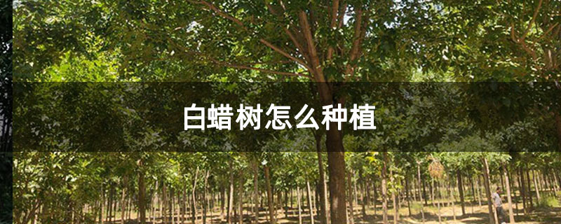 白蠟樹怎么種植