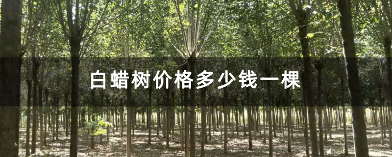 白蠟樹價格多少錢一棵