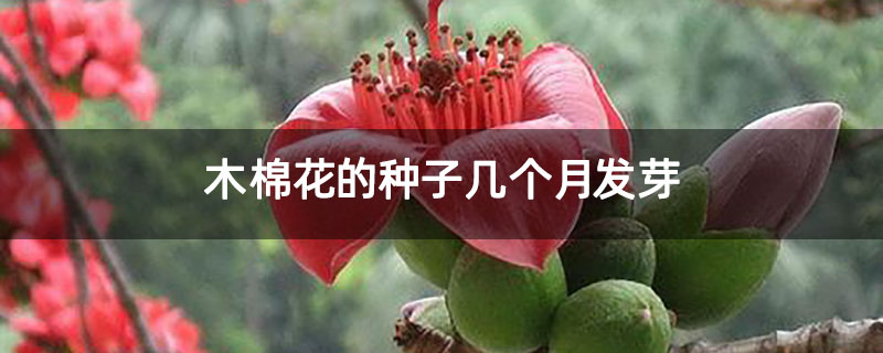 木棉花的種子幾個月發芽