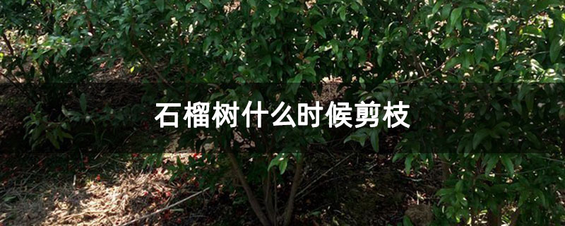 石榴樹什么時候剪枝 石榴樹什么時候剪枝