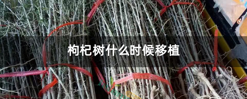 枸杞樹什么時候移植