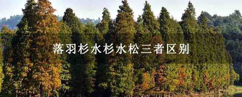 落羽杉水杉水松三者區(qū)別