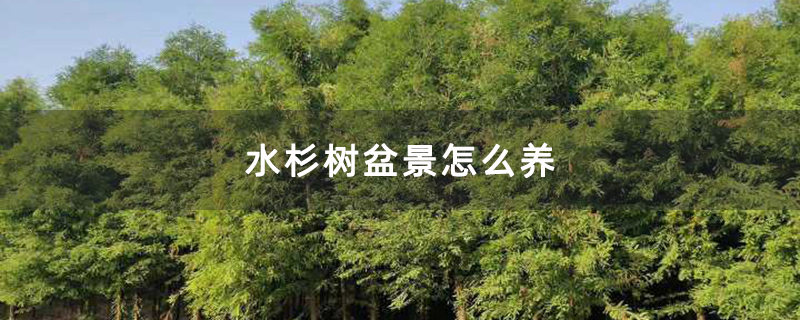 水杉樹盆景怎么養(yǎng) 水杉樹盆景怎么養(yǎng)