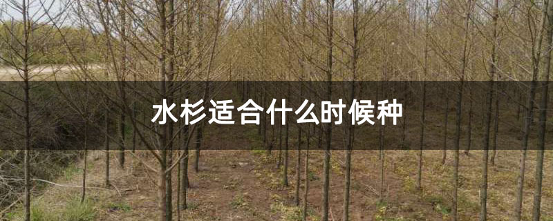 水杉適合什么時候種