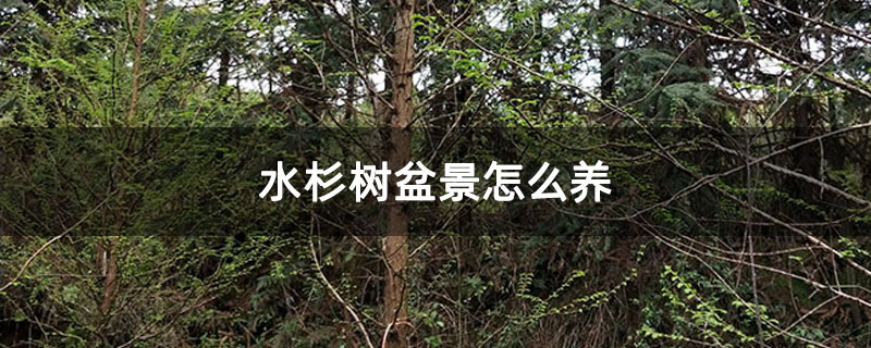 水杉樹(shù)盆景怎么養(yǎng)