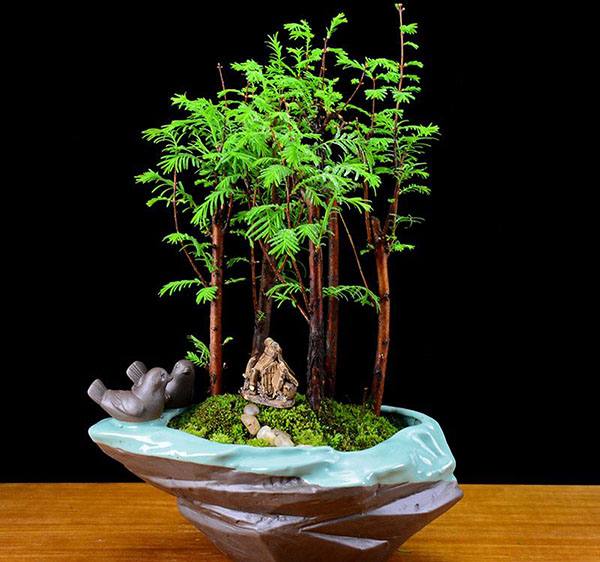 水杉盆景