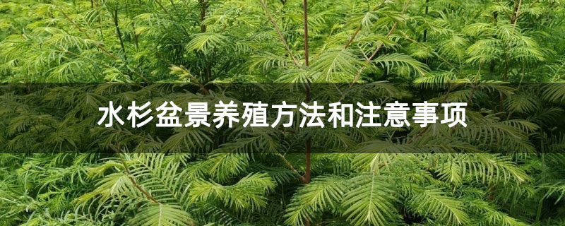 水杉盆景養(yǎng)殖方法和注意事項(xiàng)