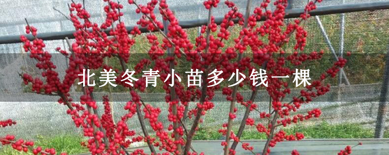北美冬青小苗多少錢一棵 北美冬青小苗多少錢一棵