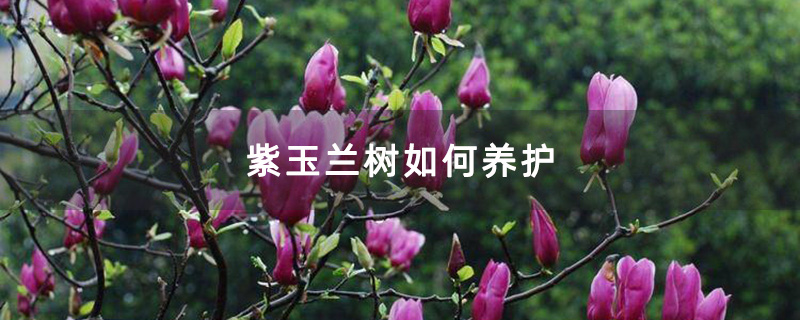 開花的紫玉蘭 開花的紫玉蘭