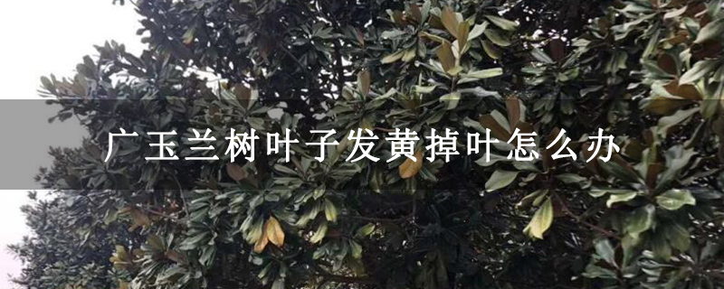廣玉蘭樹葉子發(fā)黃掉葉怎么辦