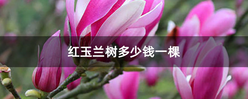 紅玉蘭樹多少錢一棵