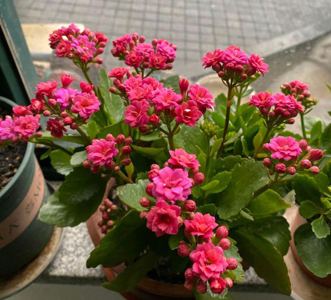 長壽花