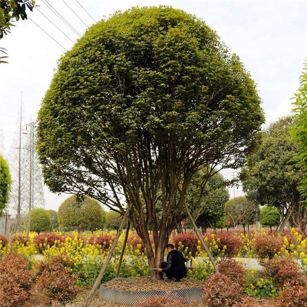 叢生桂花樹基地實(shí)拍圖