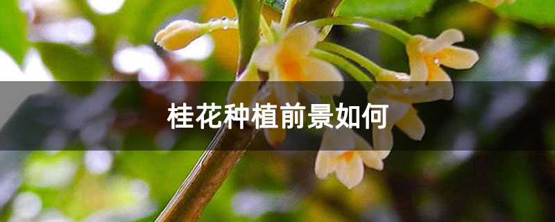 桂花種植前景如何