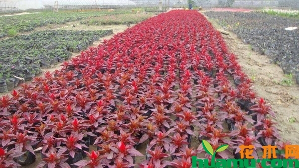 紅葉雞冠花