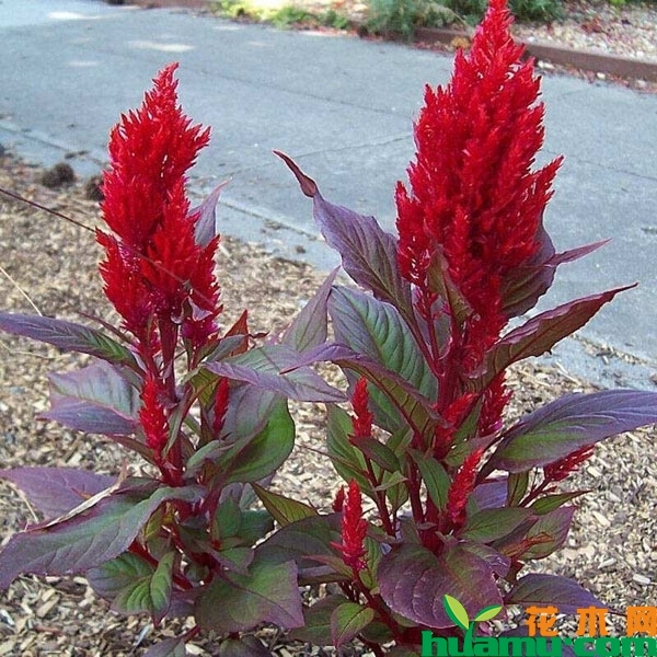 紅葉雞冠花