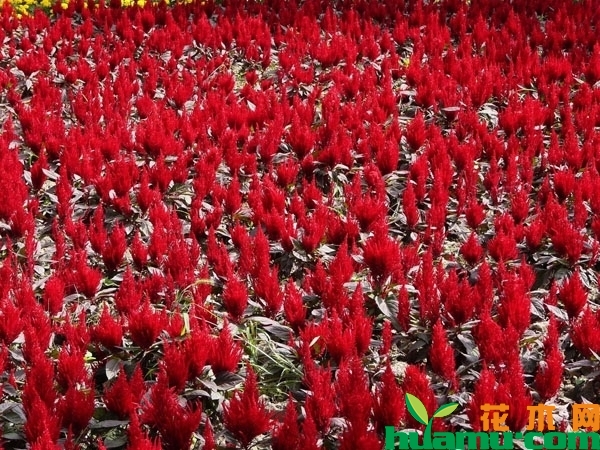 紅葉雞冠花