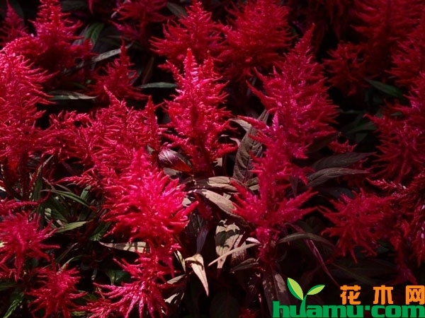 紅葉雞冠花