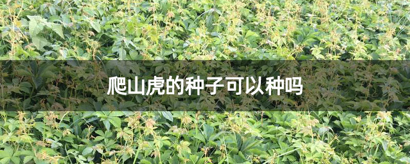 爬山虎的種子可以種嗎 爬山虎的種子可以種嗎