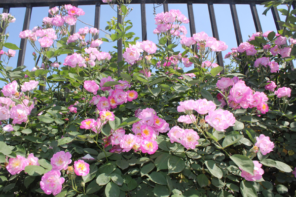 薔薇