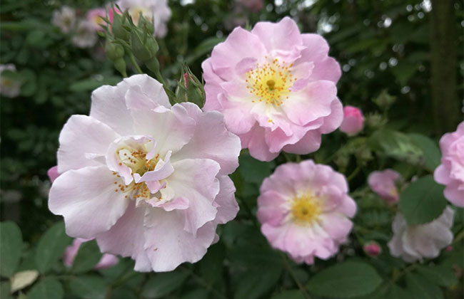 薔薇多少錢一棵?2020年薔薇價格最新價格
