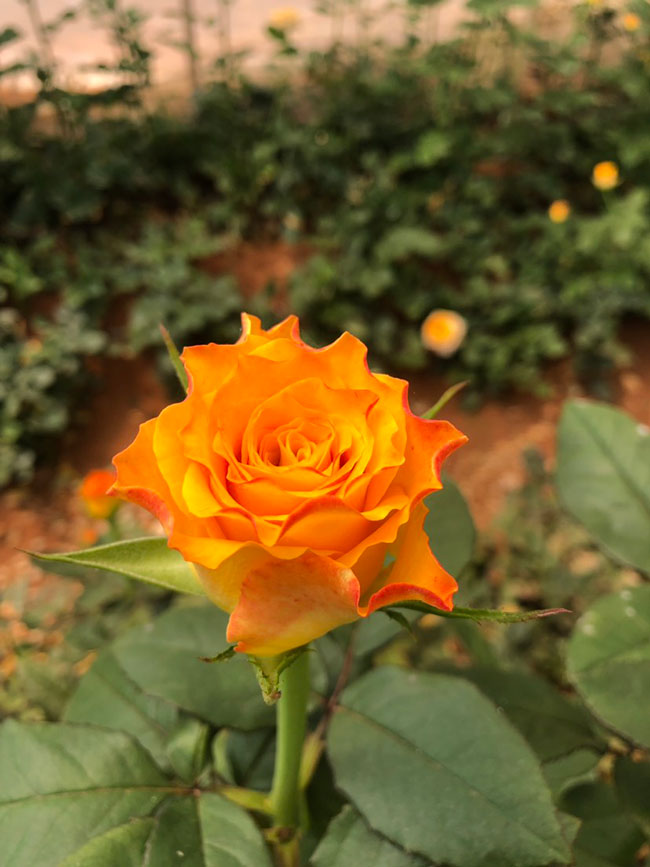 19朵香檳玫瑰的花語是什么?19朵香檳玫瑰的寓意和象征