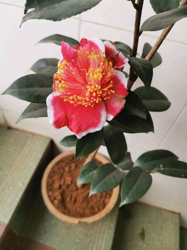 茶花
