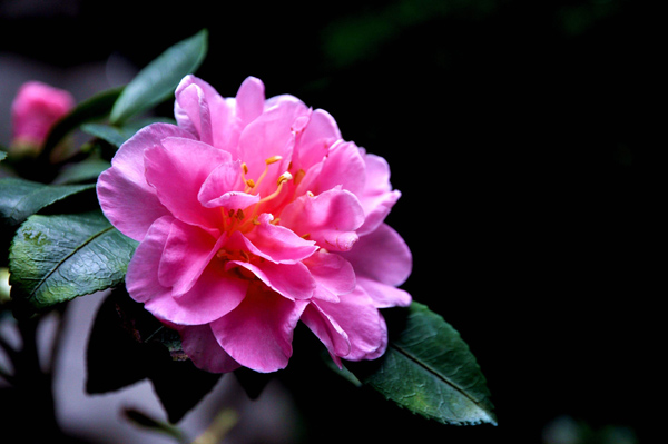 茶花