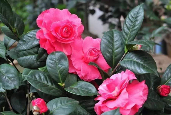 茶花