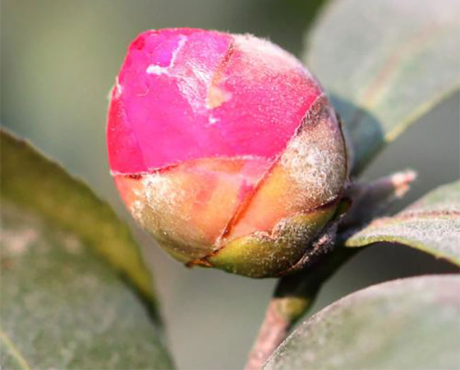 茶花