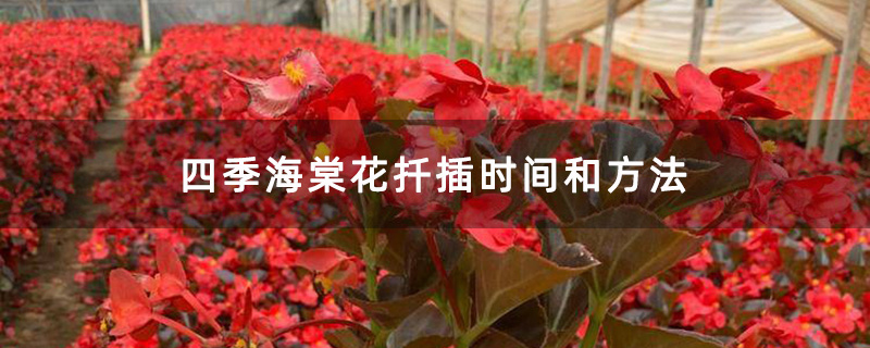 四季海棠花