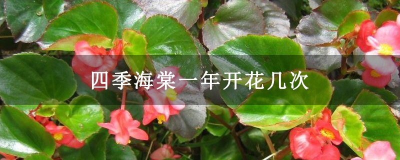 四季海棠一年開(kāi)花幾次