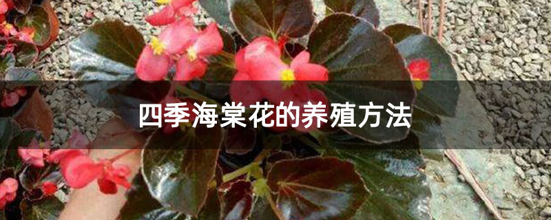 四季海棠花的養殖方法