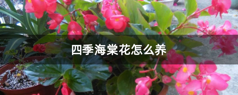 四季海棠花怎么養 四季海棠花怎么養