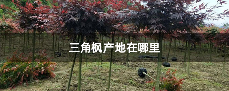 三角楓產(chǎn)地在哪里