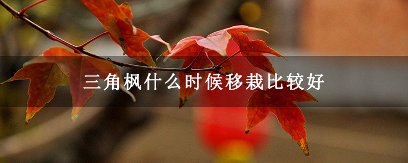三角楓什么時(shí)候移栽比較好
