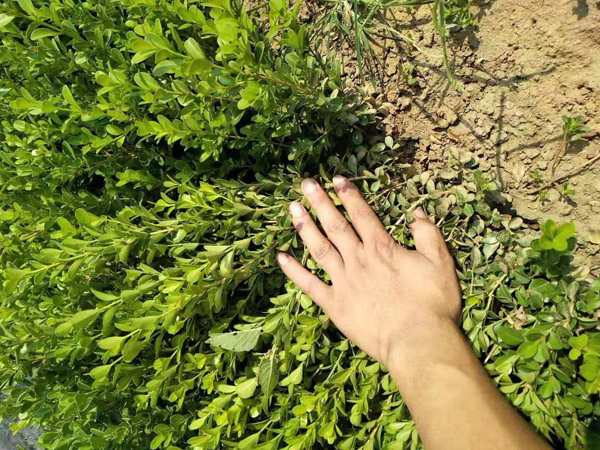 小葉黃楊種植基地實拍