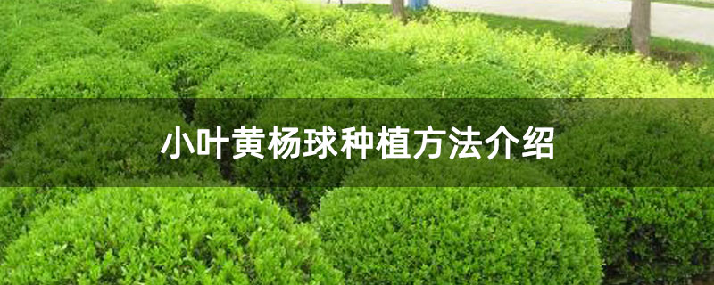 小葉黃楊球