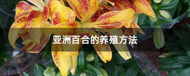 亞洲百合的養(yǎng)殖方法 亞洲百合的養(yǎng)殖方法